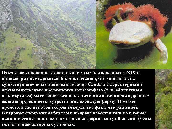 Открытие явления неотении у хвостатых земноводных в XIX в. привело ряд исследователей к заключению,