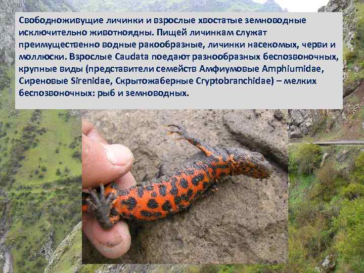 Свободноживущие личинки и взрослые хвостатые земноводные исключительно животноядны. Пищей личинкам служат преимущественно водные ракообразные,