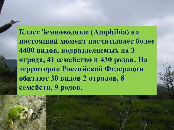 Класс Земноводные (Amphibia) на настоящий момент насчитывает более 4400 видов, подразделяемых на 3 отряда,