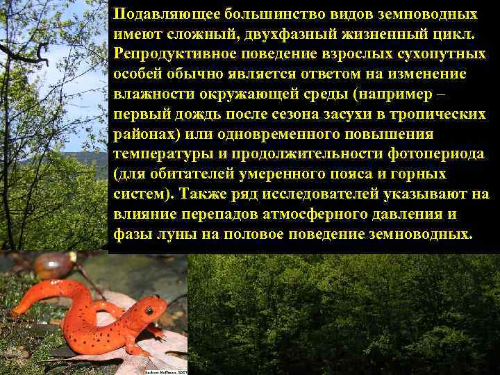 Подавляющее большинство видов земноводных имеют сложный, двухфазный жизненный цикл. Репродуктивное поведение взрослых сухопутных особей