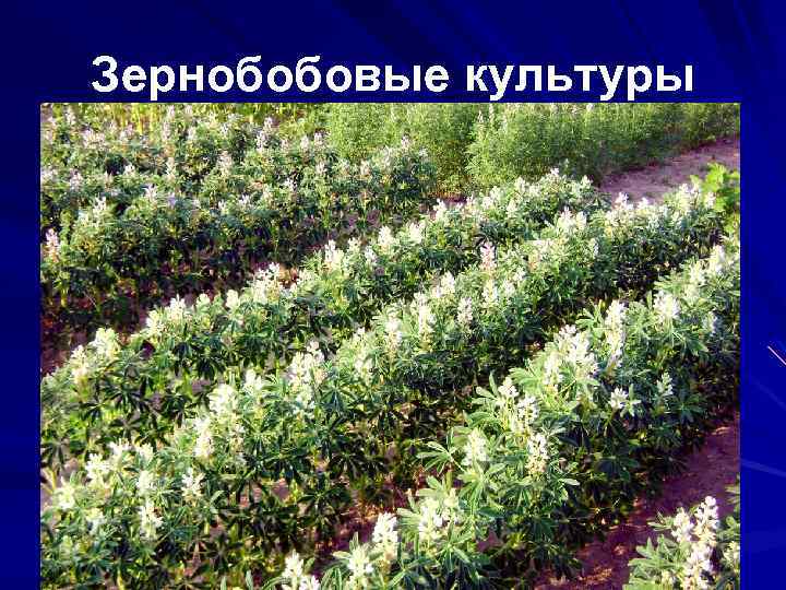 Зернобобовые культуры 