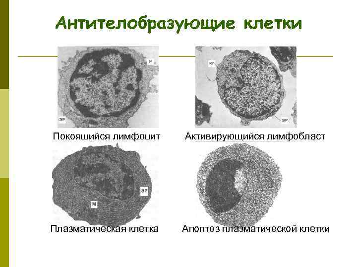 Антителобразующие клетки Покоящийся лимфоцит Активирующийся лимфобласт Плазматическая клетка Апоптоз плазматической клетки 