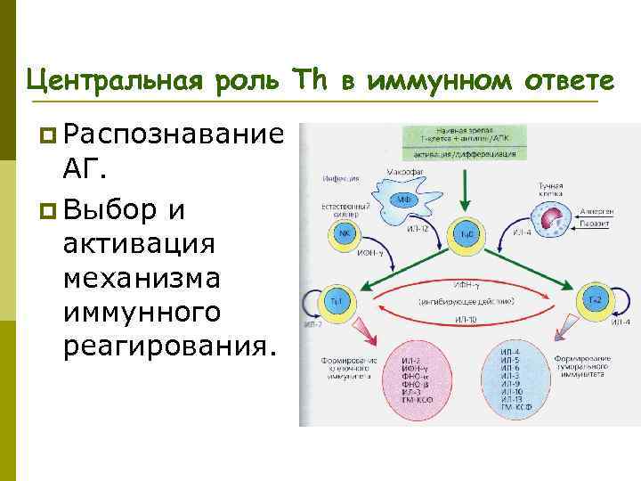 Центральная роль Тh в иммунном ответе p Распознавание АГ. p Выбор и активация механизма