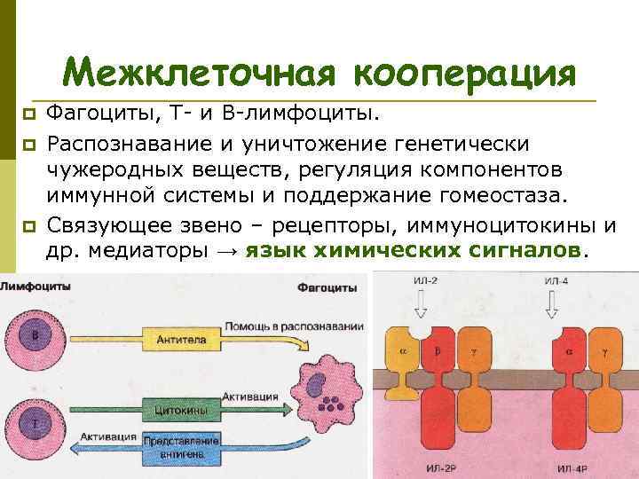  Межклеточная кооперация p Фагоциты, Т- и B-лимфоциты. p Распознавание и уничтожение генетически чужеродных