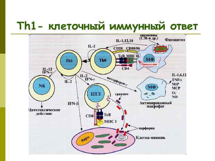 Схема межклеточной кооперации при развитии клеточного иммунного ответа