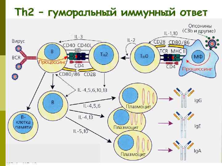 Th 2 – гуморальный иммунный ответ 