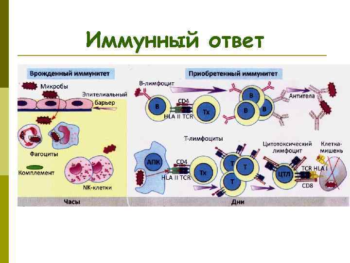 Иммунный ответ 