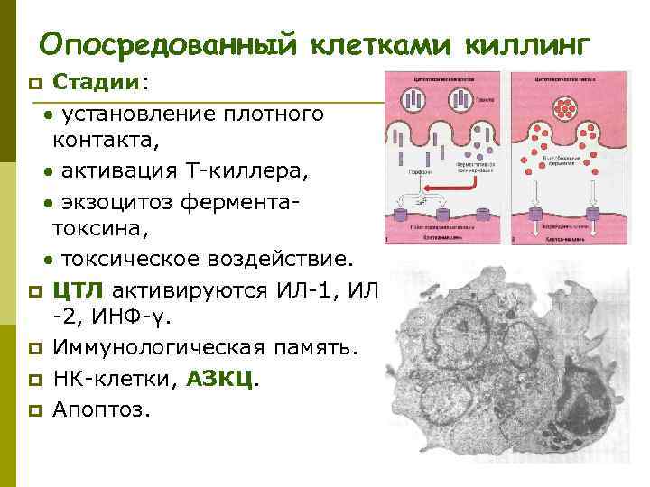 Опосредованный клетками киллинг p Стадии: установление плотного контакта, активация Т-киллера, экзоцитоз фермента- токсина, токсическое