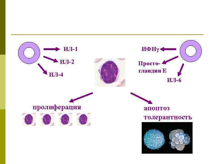  ИЛ-1 ИФНγ ИЛ-2 Просто- гландин Е ИЛ-4 ИЛ-6 пролиферация апоптоз толерантность 