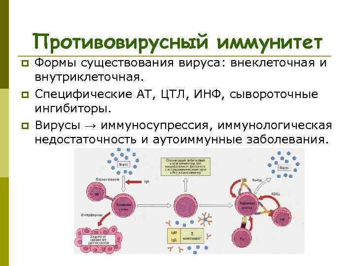  Противовирусный иммунитет p Формы существования вируса: внеклеточная и внутриклеточная. p Специфические АТ, ЦТЛ,