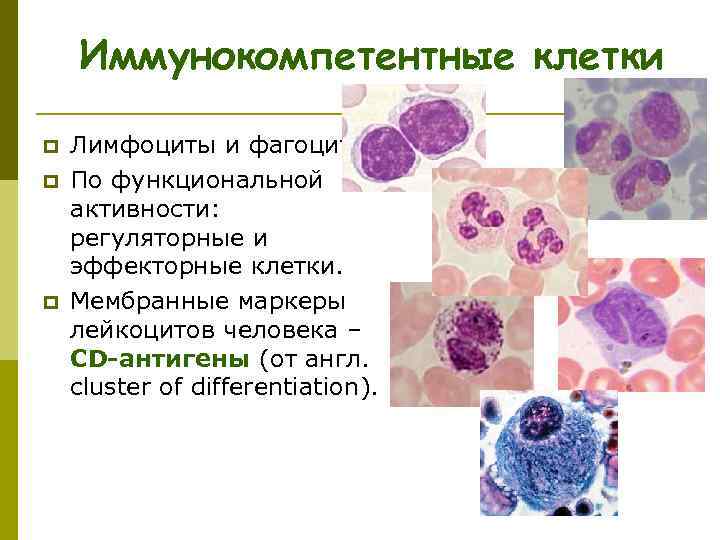  Иммунокомпетентные клетки p Лимфоциты и фагоциты. p По функциональной активности: регуляторные и эффекторные