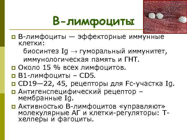  В-лимфоциты p В-лимфоциты — эффекторные иммунные клетки: биосинтез Ig → гуморальный иммунитет, иммунологическая