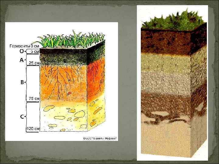 Материнская порода гумусовый вымывания вмывания. Почвенный профиль почвенный профиль почвенный профиль. Строение почвы почвенные горизонты. Строение почвенного профиля почвенные горизонты. Структура почвы почвенные горизонты.