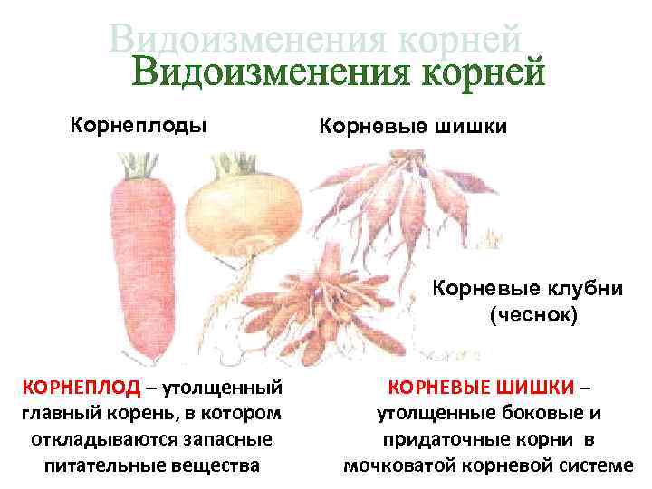 Чем отличаются корневые клубни от корнеплодов