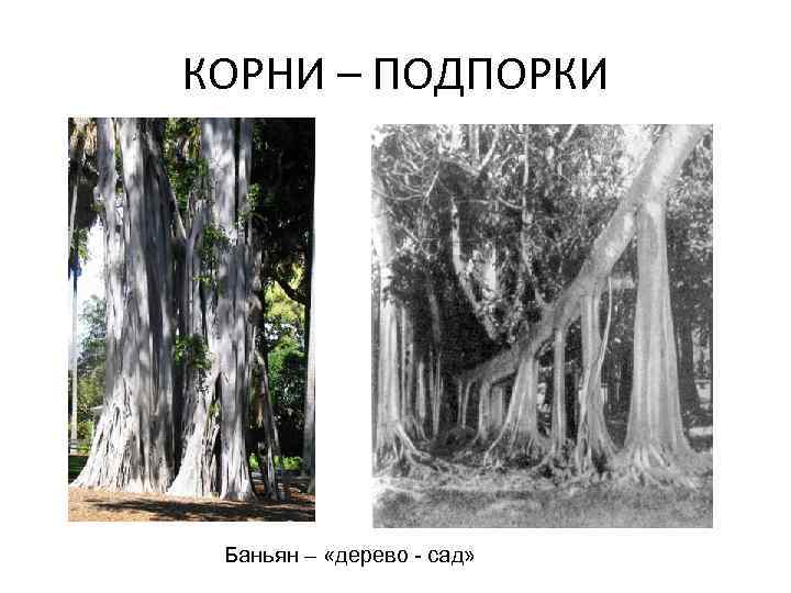 КОРНИ – ПОДПОРКИ Баньян – «дерево - сад» 