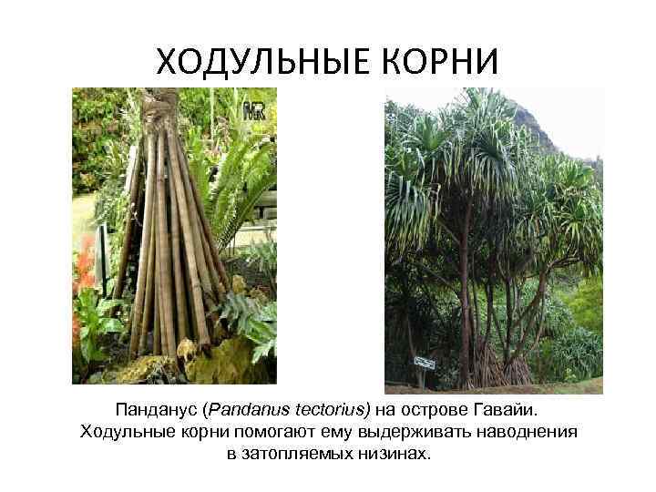 ХОДУЛЬНЫЕ КОРНИ Панданус (Pandanus tectorius) на острове Гавайи. Ходульные корни помогают ему выдерживать наводнения
