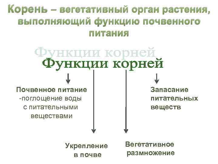 Корень – вегетативный орган растения, выполняющий функцию почвенного питания Почвенное питание -поглощение воды с