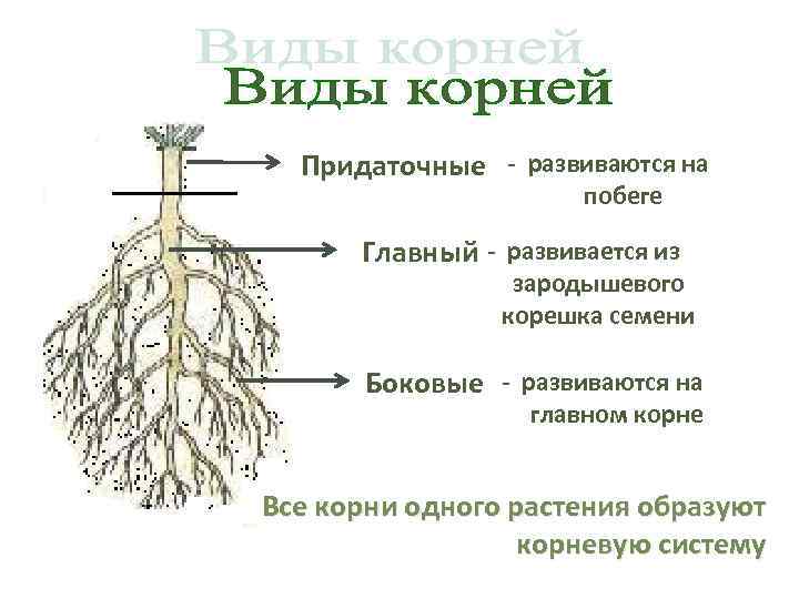 Придаточные - развиваются на побеге Главный - развивается из зародышевого корешка семени Боковые -