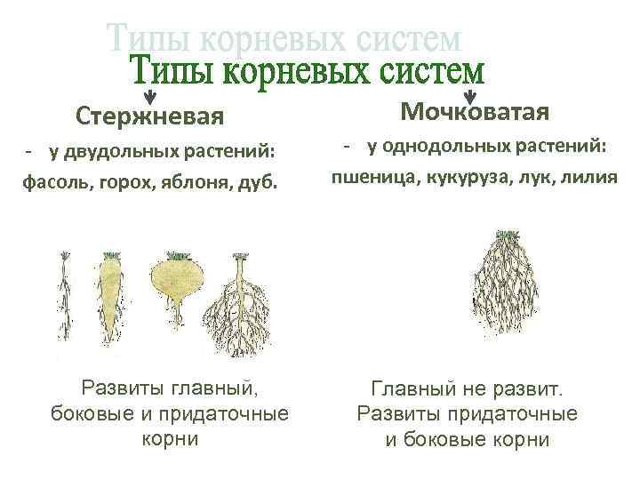 Стержневая - у двудольных растений: фасоль, горох, яблоня, дуб. Развиты главный, боковые и придаточные