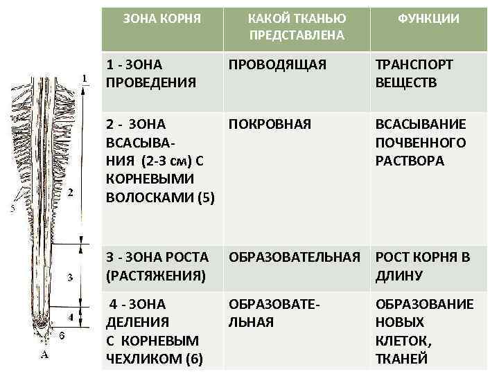 ЗОНА КОРНЯ 1 - ЗОНА ПРОВЕДЕНИЯ КАКОЙ ТКАНЬЮ ПРЕДСТАВЛЕНА ПРОВОДЯЩАЯ 2 - ЗОНА ПОКРОВНАЯ