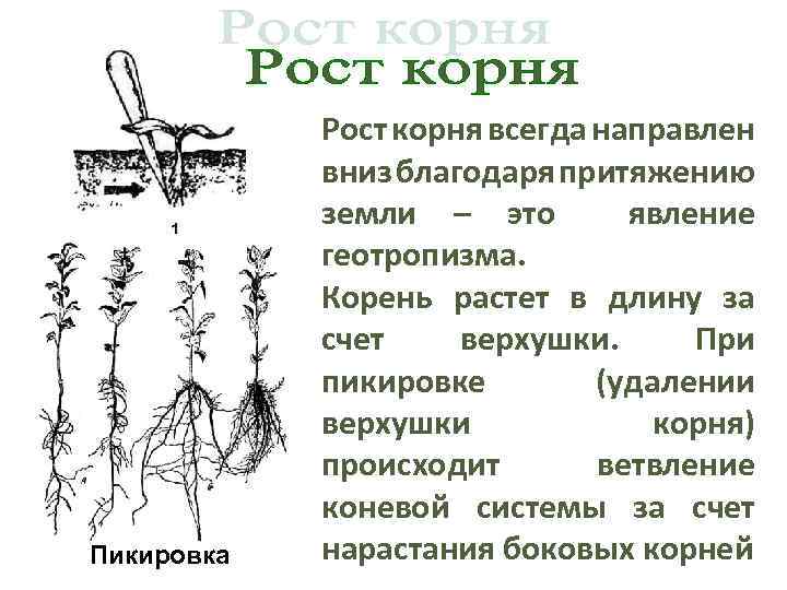 Пикировка Рост корня всегда направлен вниз благодаря притяжению земли – это явление геотропизма. Корень