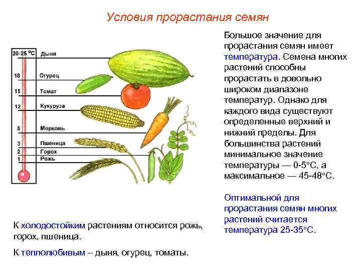 Условия прорастания семян Большое значение для прорастания семян имеет температура. Семена многих растений способны