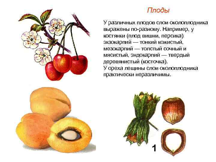 Плоды У различных плодов слои околоплодника выражены по-разному. Например, у костянки (плод вишни, персика)