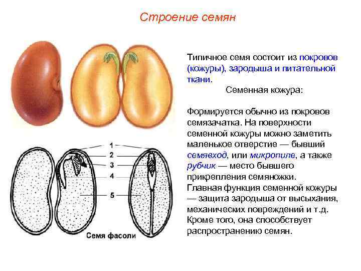 Строение семян Типичное семя состоит из покровов (кожуры), зародыша и питательной ткани. Семенная кожура: