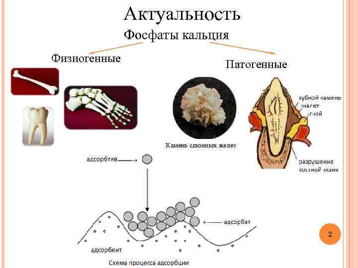 Актуальность Фосфаты кальция Физиогенные Патогенные Камень слюнных желез 2 