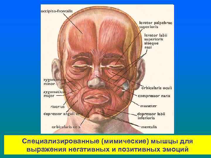 Специализированные (мимические) мышцы для выражения негативных и позитивных эмоций 