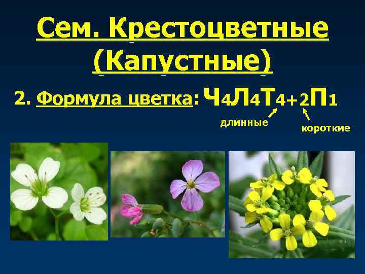 Сем. Крестоцветные (Капустные) 2. Формула цветка: Ч 4 Л 4 Т 4+2 П 1