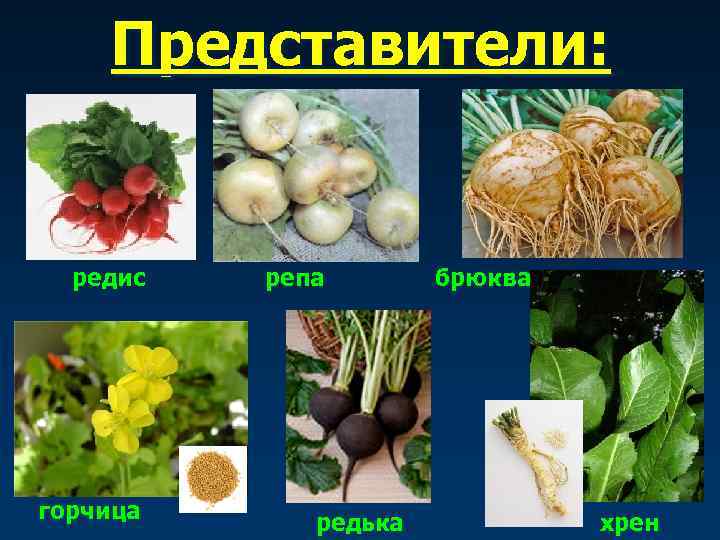 Представители: редис горчица репа редька брюква хрен 