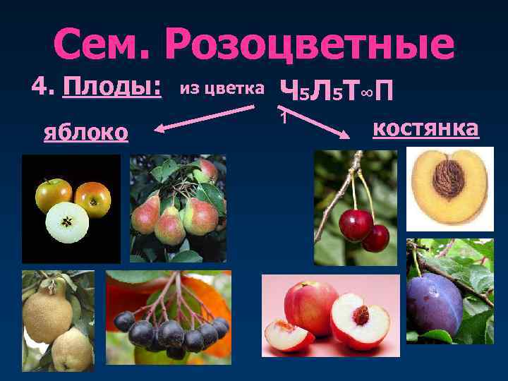 Сем. Розоцветные 4. Плоды: яблоко из цветка Ч 5 Л 5 Т∞ П 1