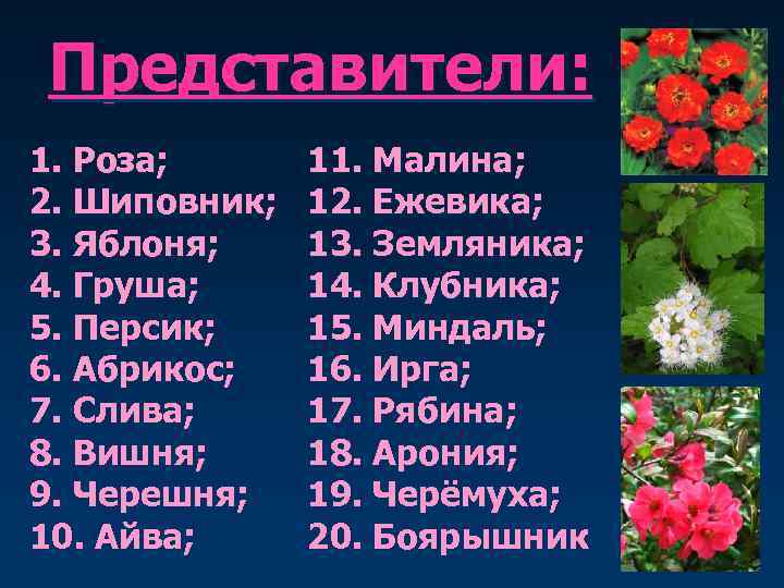 Представители: 1. Роза; 2. Шиповник; 3. Яблоня; 4. Груша; 5. Персик; 6. Абрикос; 7.