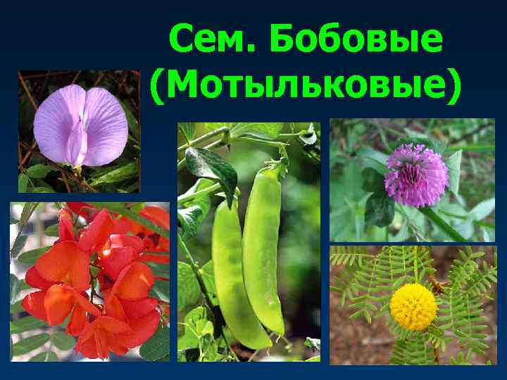 Сем. Бобовые (Мотыльковые) 