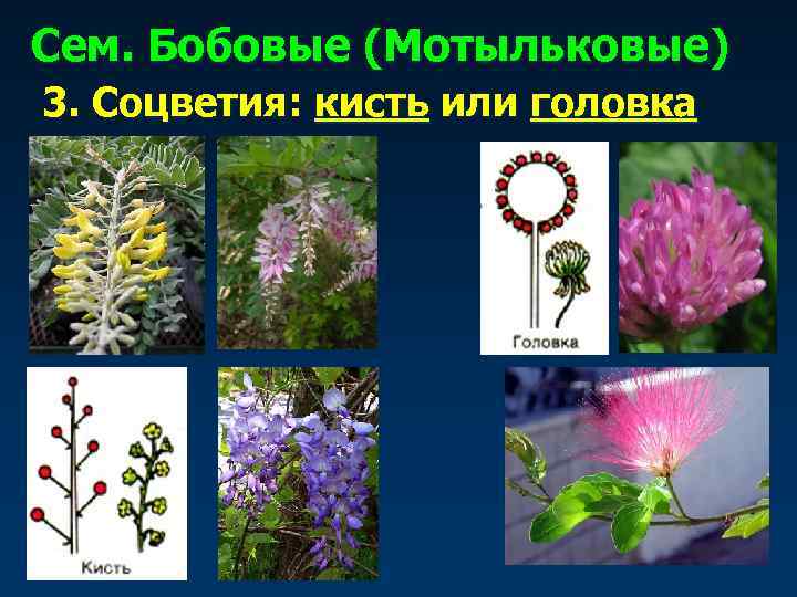 Сем. Бобовые (Мотыльковые) 3. Соцветия: кисть или головка 