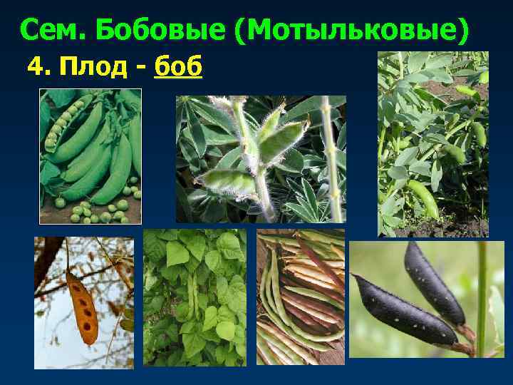 Сем. Бобовые (Мотыльковые) 4. Плод - боб 