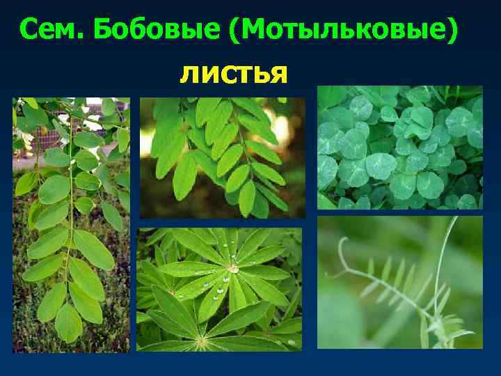 Сем. Бобовые (Мотыльковые) листья 
