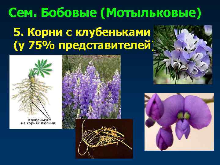 Сем. Бобовые (Мотыльковые) 5. Корни с клубеньками (у 75% представителей) 