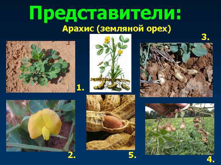 Представители: Арахис (земляной орех) 3. 1. 2. 5. 4. 
