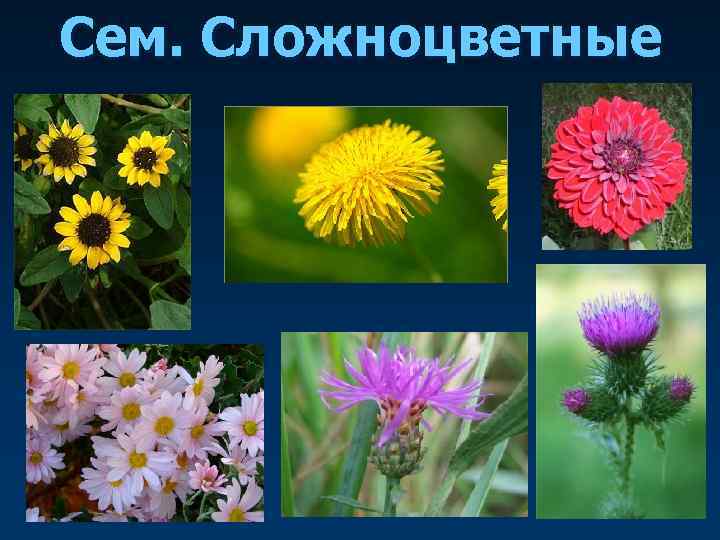 Сем. Сложноцветные 