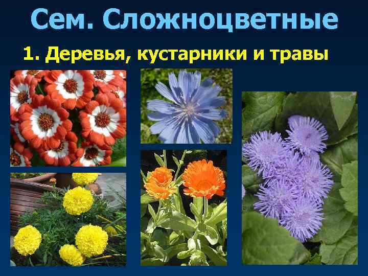 Сем. Сложноцветные 1. Деревья, кустарники и травы 