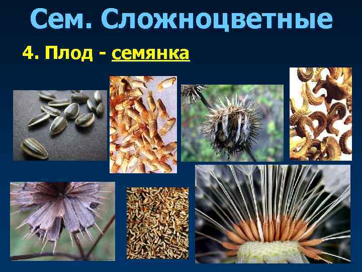 Сем. Сложноцветные 4. Плод - семянка 