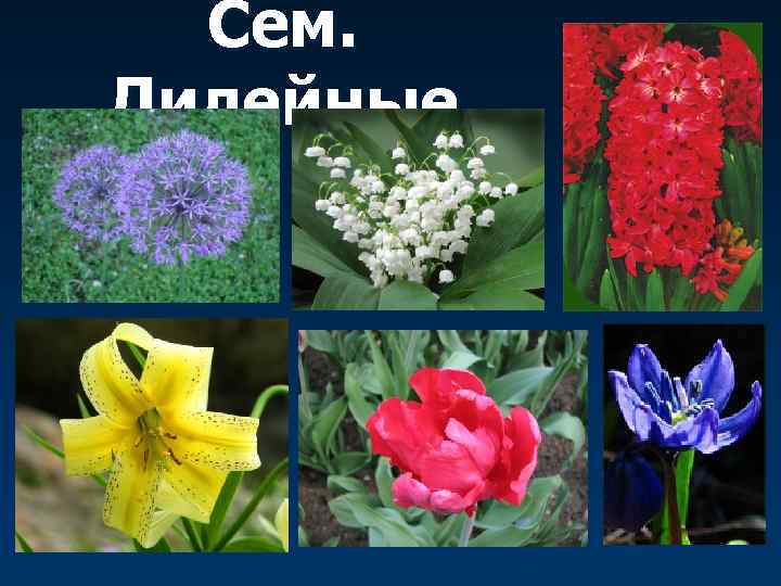 Сем. Лилейные 