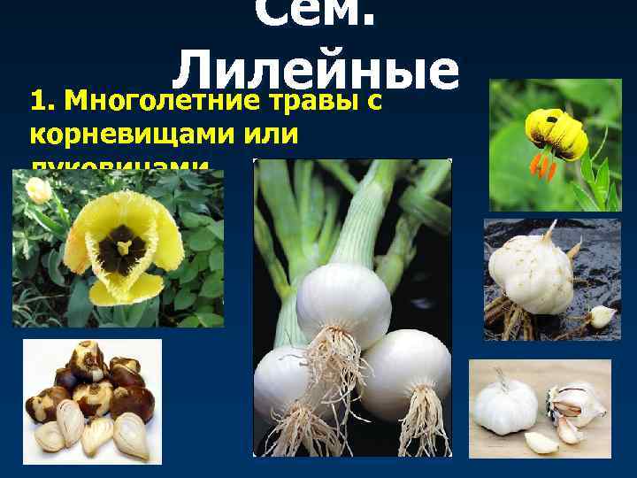 Сем. Лилейные 1. Многолетние травы с корневищами или луковицами 