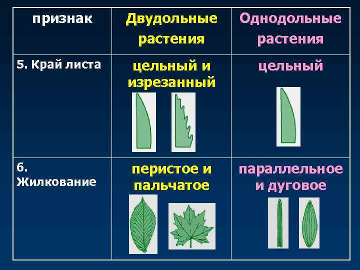 признак Двудольные растения Однодольные растения 5. Край листа цельный и изрезанный цельный 6. Жилкование