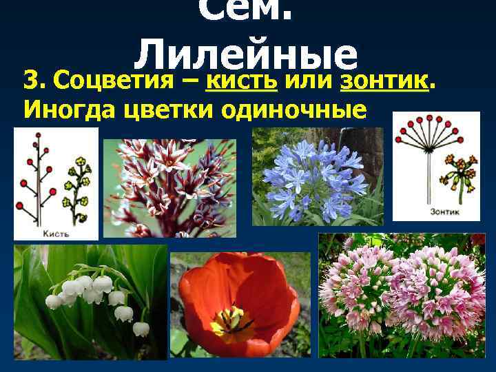 Сем. Лилейные 3. Соцветия – кисть или зонтик. Иногда цветки одиночные 