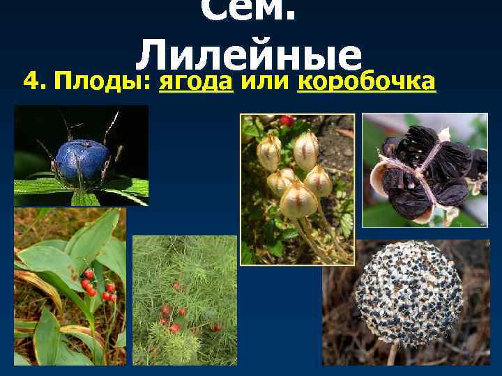 Сем. Лилейные 4. Плоды: ягода или коробочка 