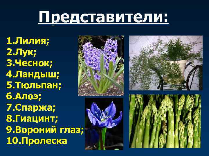 Представители: 1. Лилия; 2. Лук; 3. Чеснок; 4. Ландыш; 5. Тюльпан; 6. Алоэ; 7.