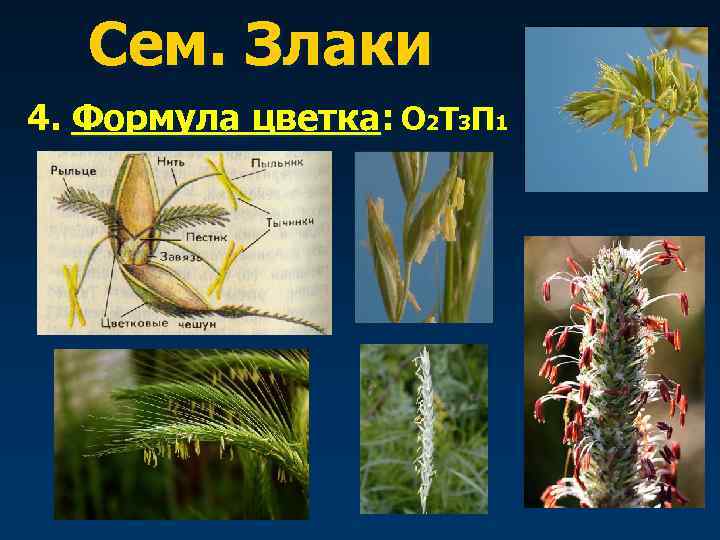 Сем. Злаки 4. Формула цветка: О 2 Т 3 П 1 